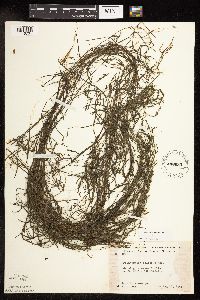 Potamogeton foliosus image