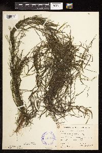 Potamogeton foliosus image