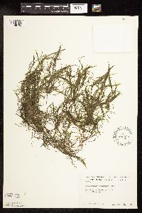 Potamogeton foliosus image