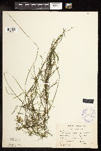 Potamogeton foliosus image