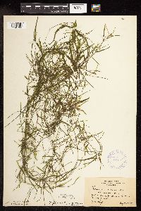 Potamogeton foliosus image