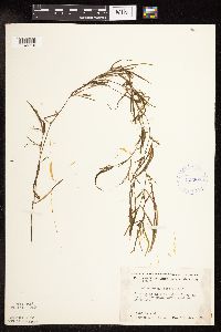 Potamogeton foliosus image