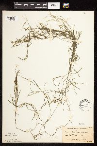 Potamogeton foliosus image