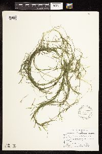 Potamogeton foliosus image