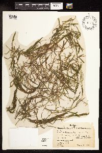 Potamogeton foliosus image