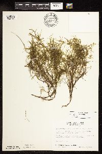 Potamogeton foliosus image