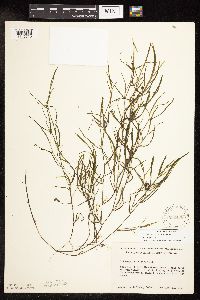 Potamogeton foliosus image