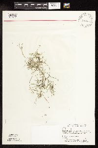 Potamogeton foliosus image