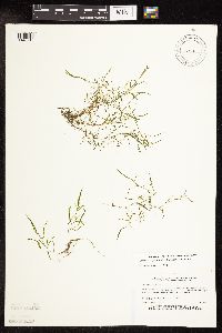 Potamogeton foliosus image