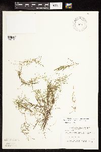Potamogeton foliosus image
