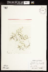 Potamogeton foliosus image