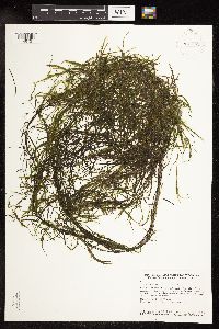 Potamogeton foliosus image
