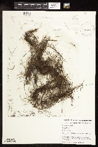 Potamogeton foliosus image