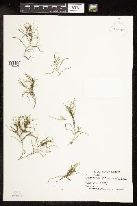 Potamogeton foliosus image