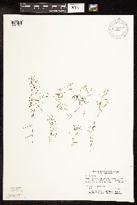 Potamogeton foliosus image