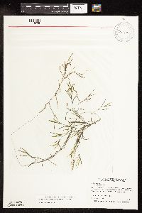 Potamogeton foliosus image