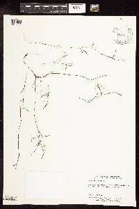 Potamogeton foliosus image