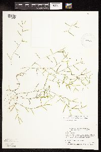 Potamogeton foliosus image