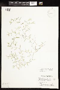 Potamogeton foliosus image