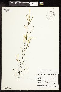 Potamogeton foliosus image