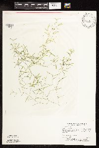 Potamogeton foliosus image