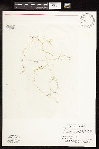 Potamogeton foliosus image