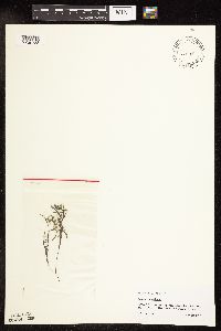 Potamogeton foliosus image