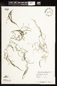 Potamogeton foliosus image
