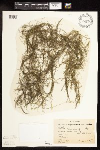 Potamogeton foliosus image