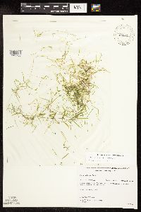 Potamogeton foliosus image