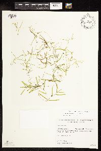 Potamogeton foliosus image