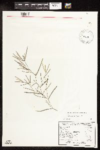 Potamogeton foliosus image