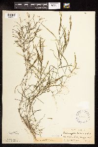 Potamogeton foliosus image