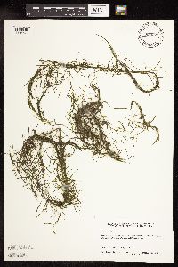 Potamogeton foliosus image