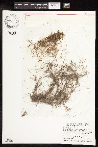 Potamogeton foliosus image