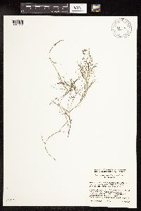 Potamogeton foliosus image