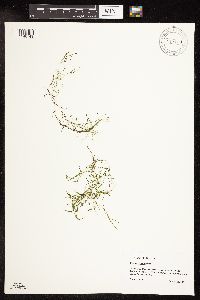 Potamogeton foliosus image