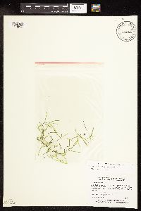 Potamogeton foliosus image