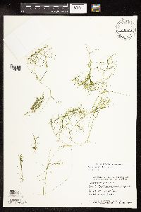 Potamogeton foliosus image