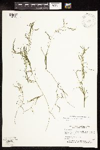 Potamogeton foliosus image