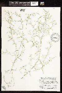 Potamogeton foliosus image