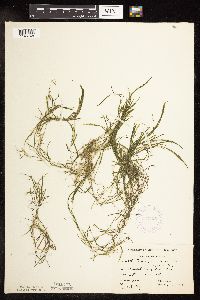 Potamogeton foliosus image