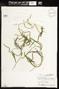 Potamogeton foliosus image