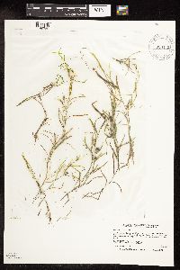 Potamogeton foliosus image