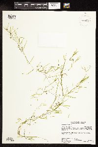 Potamogeton foliosus image