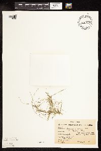 Potamogeton foliosus image