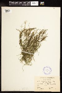 Potamogeton foliosus image