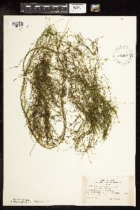Potamogeton foliosus image