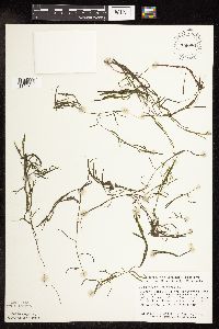 Potamogeton foliosus image