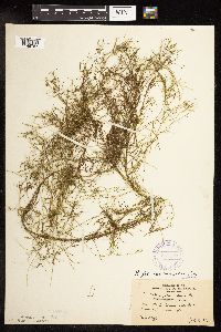 Potamogeton foliosus image